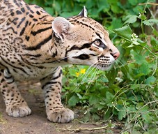 Ocelot wącha trawę