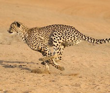 Biegnący gepard