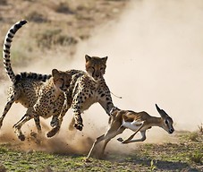 Polujące gepardy