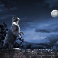 Co kot robi w nocy?