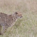 Gepard znaczy teren moczem