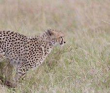 Gepard znaczy teren moczem