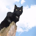 Kot na wysokości