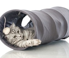 Kot w kocim tunelu