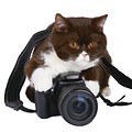 Kot z aparatem