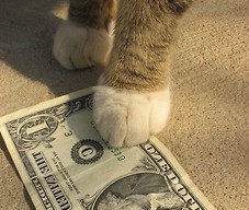 Ile kosztuje utrzymanie kota?