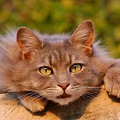 Arystokraci wśród zwierząt – wybredne i ukochane koty