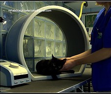 Kot podczas magnetoterapii