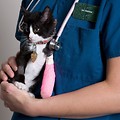 Kot u weterynarza na rękach
