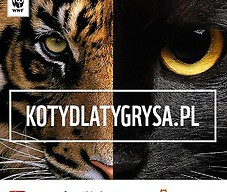 Nakręć swojego kota na pomoc tygrysom!