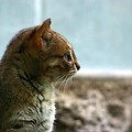 Kot rdzawy. Fot. wikicommons