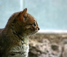 Kot rdzawy. Fot. wikicommons