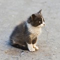 Kot na ulicy