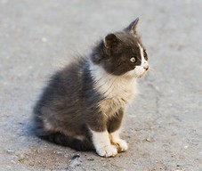 Kot na ulicy