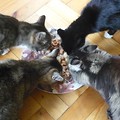 cztery kotki jedzą z jednej miski