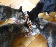 cztery kotki jedzą z jednej miski