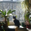 Kotka Reszka prezentuje się w oknie