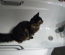 Kotka New (Maine coon) w wannie
