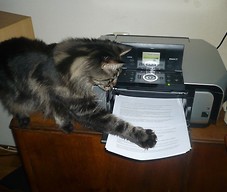 Niuta (Maine Coon) pomaga w papierach