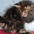 Maine Coon - Niuta