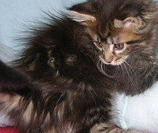 Maine Coon - Niuta