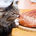 Kot i surowe mięso