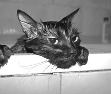 Kot po kąpieli