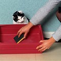 Kot nadzoruje czyszczenie kuwety