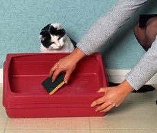 Kot nadzoruje czyszczenie kuwety