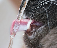 Kot pije wodę