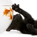 Czarna koteczka polująca na rybkę