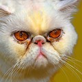 Pyszczek kota perskiego