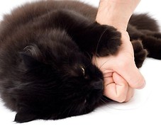 Kot gryzie rękę