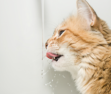 Kot pije wodę z kranu