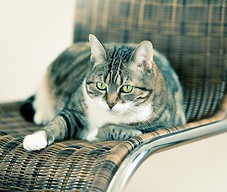kot leżący na fotelu