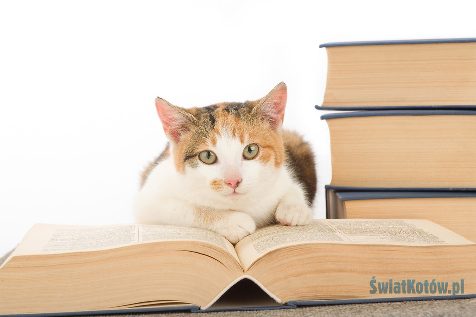 Kot i książki